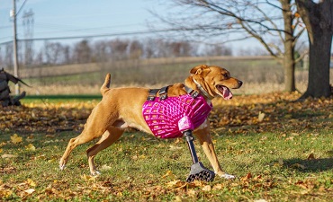 Баннер 3D печать для животных 8