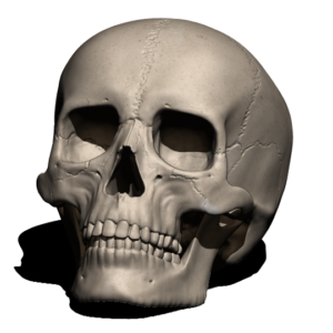 Фото 3D моделирование человеческого черепа