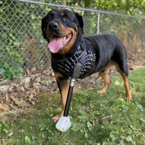 Фото 3D печать для животных 2