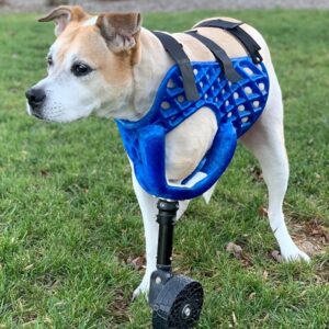 Фото 3D печать для животных 4